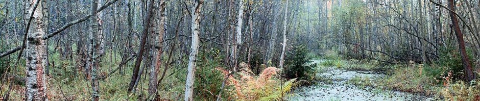 Keskuspuisto Töölön kirjastossa 15. lokakuuta klo 14